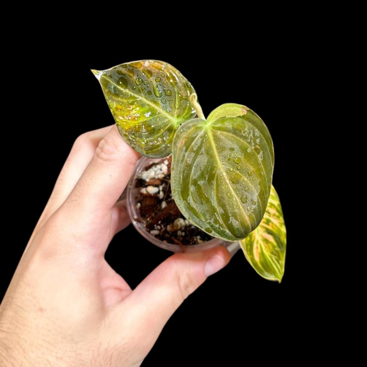 Rare Variegated Philodendron Mican Aurea in a Nursery Pot - Variegated Mican Potted Plant - US SELLER - SAME Potted Plant