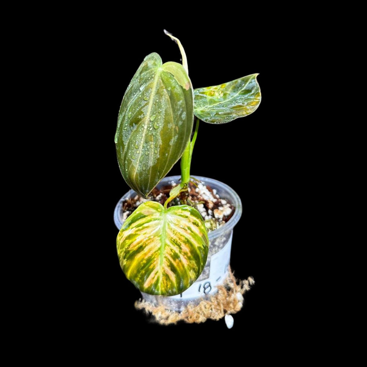 Rare Variegated Philodendron Mican Aurea in a Nursery Pot - Variegated Mican Potted Plant - US SELLER - SAME Potted Plant