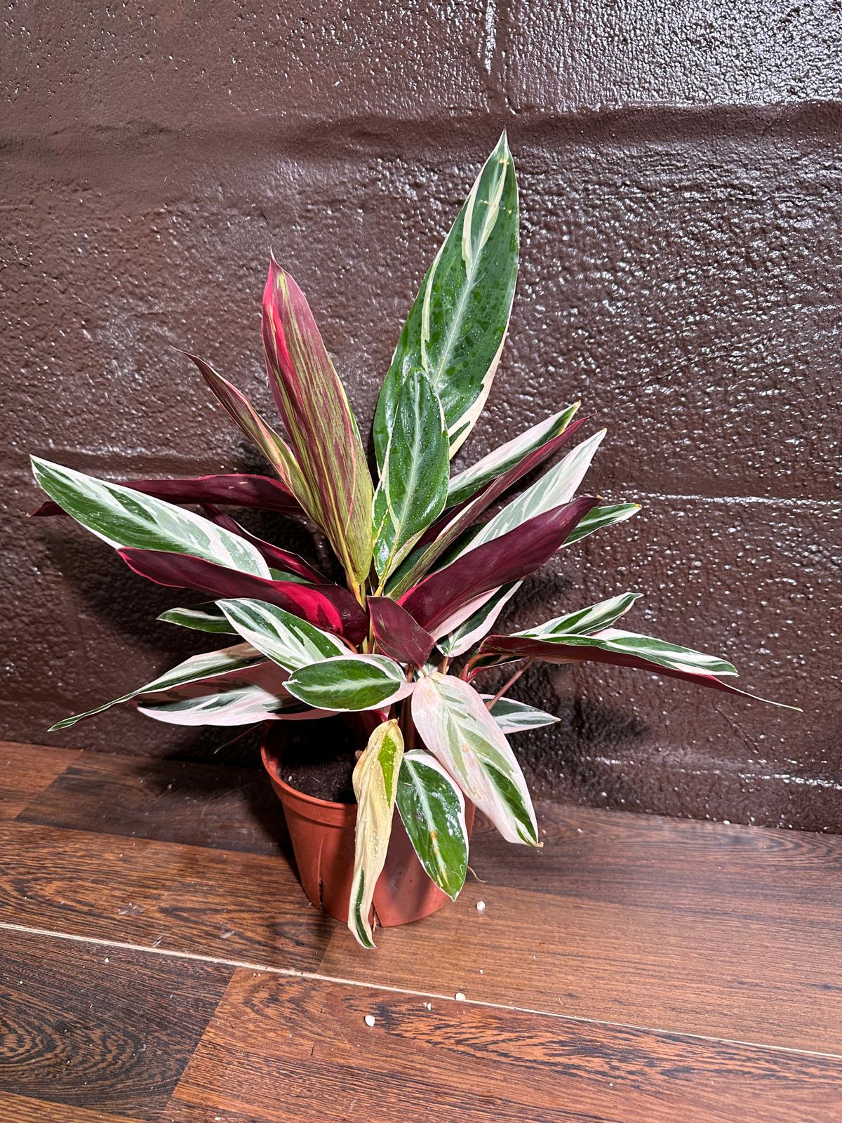 Stromanthe Triostar Live Rare Indoor Plant in a Nursery Pot - Stromanthe Triostar - Prayer Plant - Pink Leaves Houseplant - Sanguinea Plant