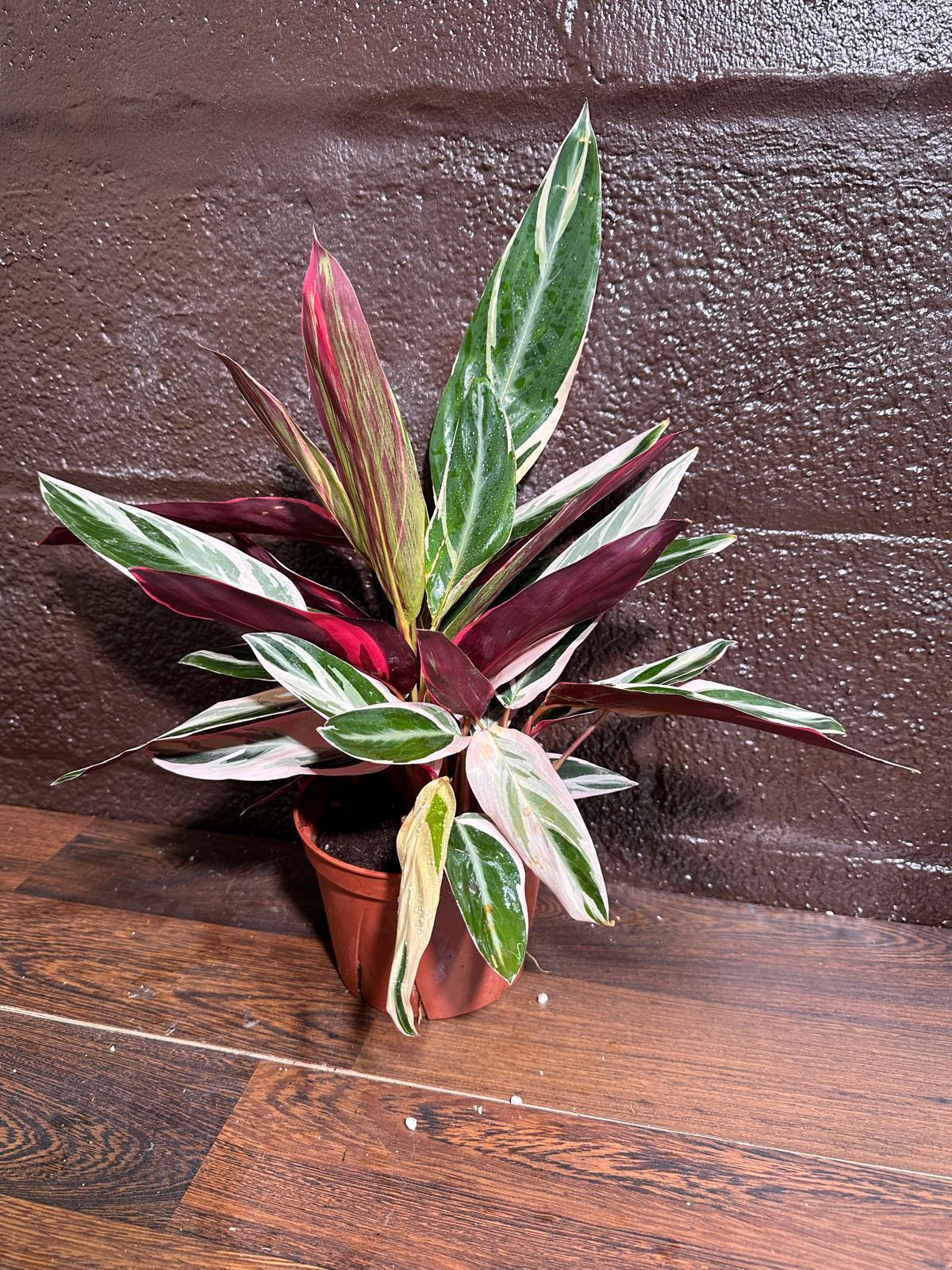 Stromanthe Triostar Live Rare Indoor Plant in a Nursery Pot - Stromanthe Triostar - Prayer Plant - Pink Leaves Houseplant - Sanguinea Plant