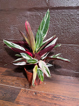 Stromanthe Triostar Live Rare Indoor Plant in a Nursery Pot - Stromanthe Triostar - Prayer Plant - Pink Leaves Houseplant - Sanguinea Plant