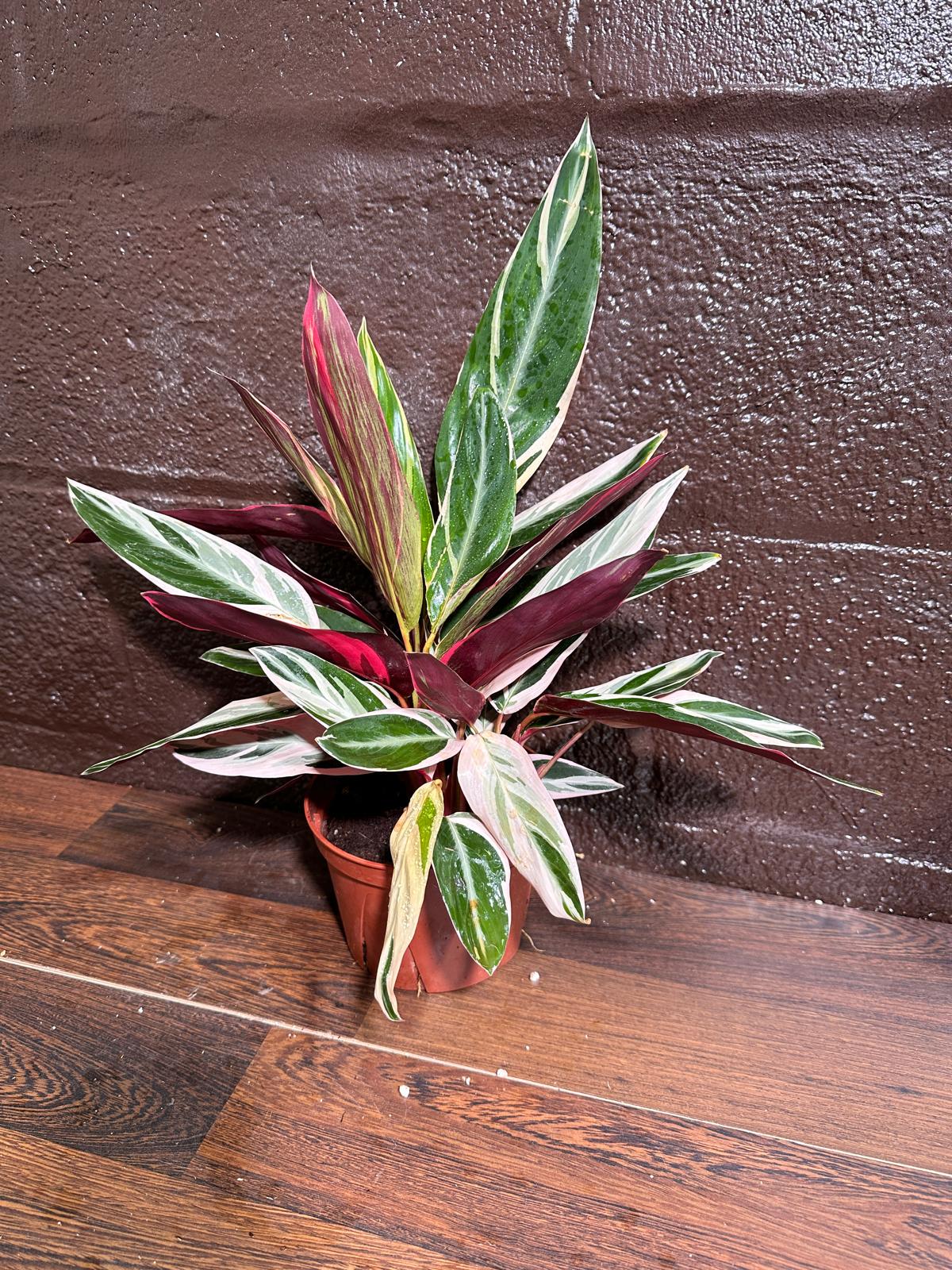 Stromanthe Triostar Live Rare Indoor Plant in a Nursery Pot - Stromanthe Triostar - Prayer Plant - Pink Leaves Houseplant - Sanguinea Plant