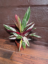Stromanthe Triostar Live Rare Indoor Plant in a Nursery Pot - Stromanthe Triostar - Prayer Plant - Pink Leaves Houseplant - Sanguinea Plant