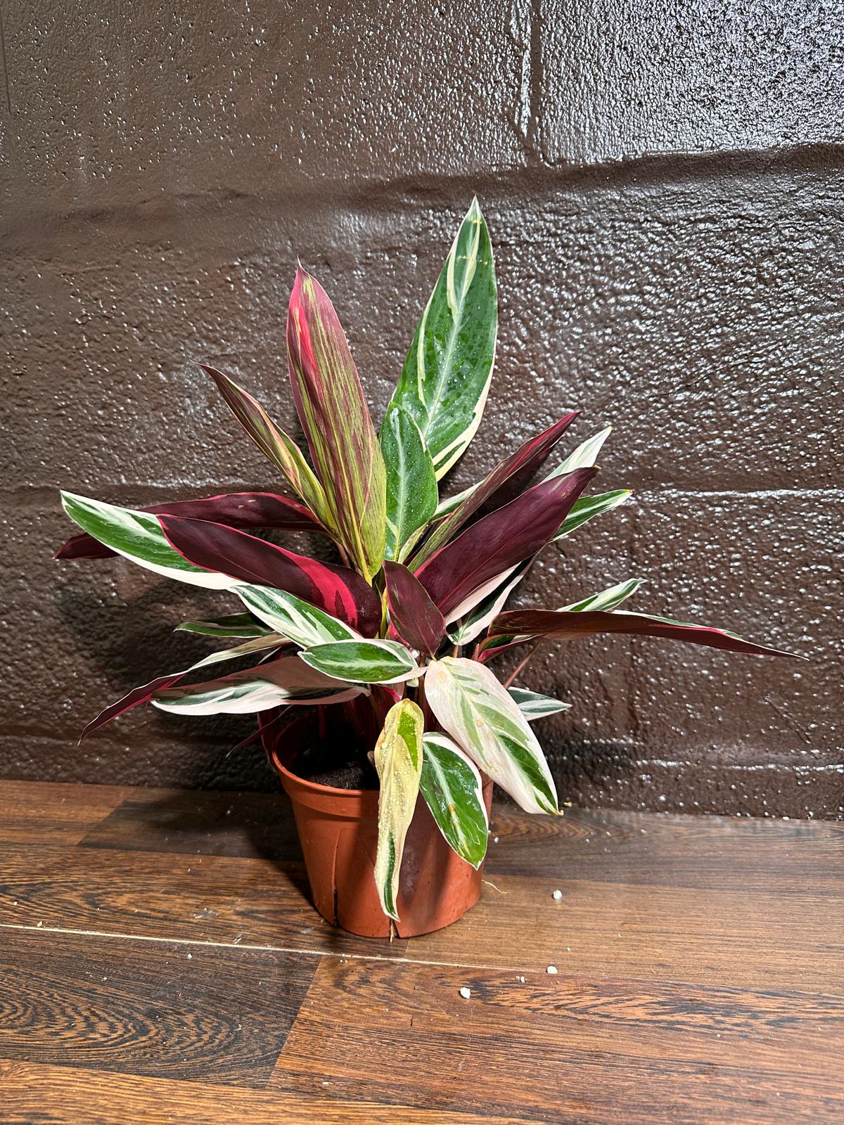 Stromanthe Triostar Live Rare Indoor Plant in a Nursery Pot - Stromanthe Triostar - Prayer Plant - Pink Leaves Houseplant - Sanguinea Plant