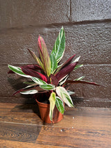 Stromanthe Triostar Live Rare Indoor Plant in a Nursery Pot - Stromanthe Triostar - Prayer Plant - Pink Leaves Houseplant - Sanguinea Plant