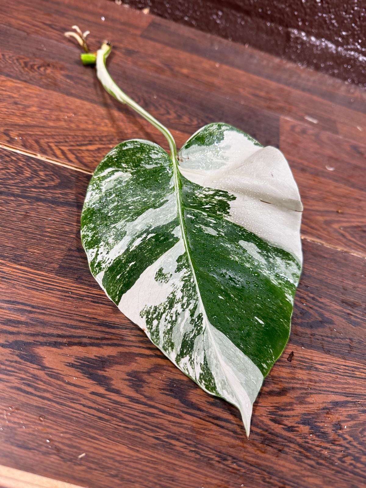 Highly Variegated Monstera Albo Cutting - White Monstera Albo - SAME plant as pictures - US Seller