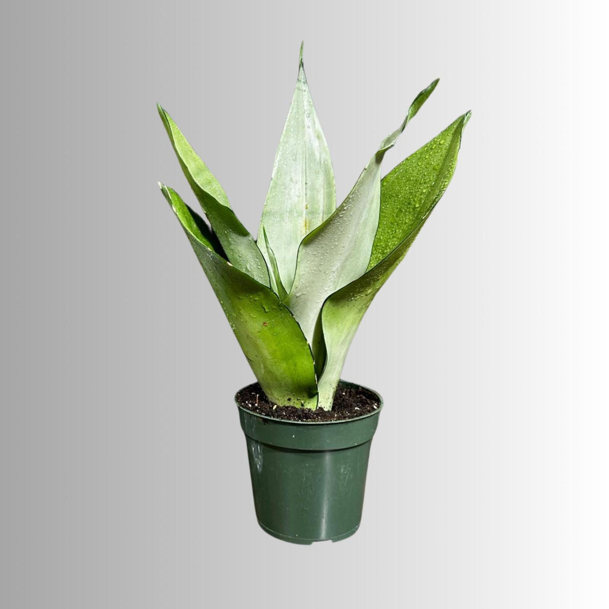 Sansevieria Moonshine in 4" Pot - Live Plant - Air Purifying - Live Houseplant - Similar Plant - US Seller