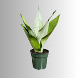 Sansevieria Moonshine in 4" Pot - Live Plant - Air Purifying - Live Houseplant - Similar Plant - US Seller