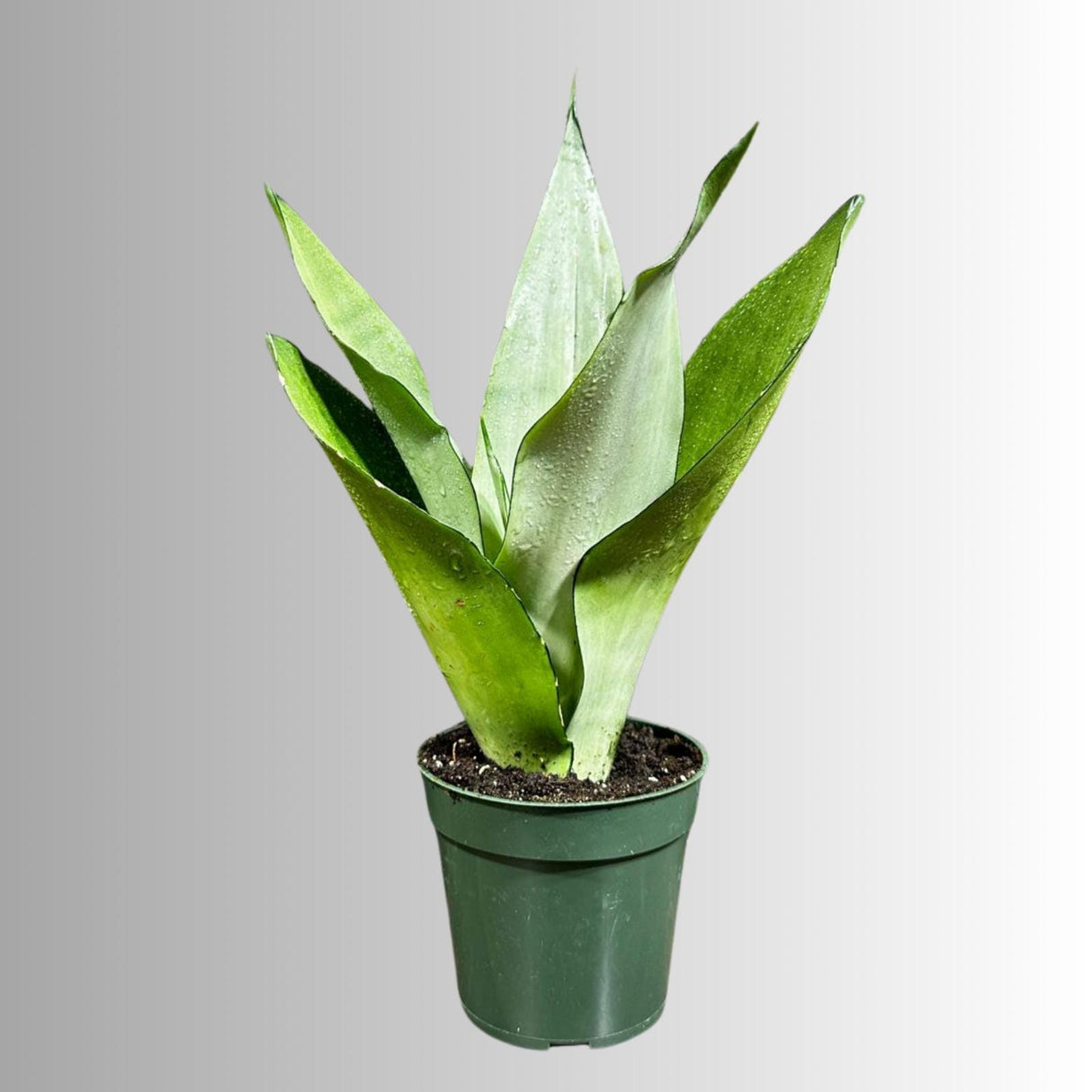 Sansevieria Moonshine in 4" Pot - Live Plant - Air Purifying - Live Houseplant - Similar Plant - US Seller