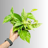 Marble Queen Pothos in a Nursery Pot