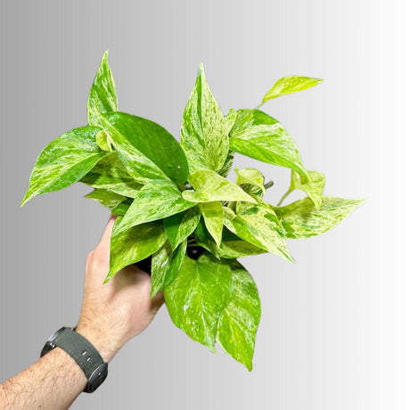 Marble Queen Pothos in a Nursery Pot