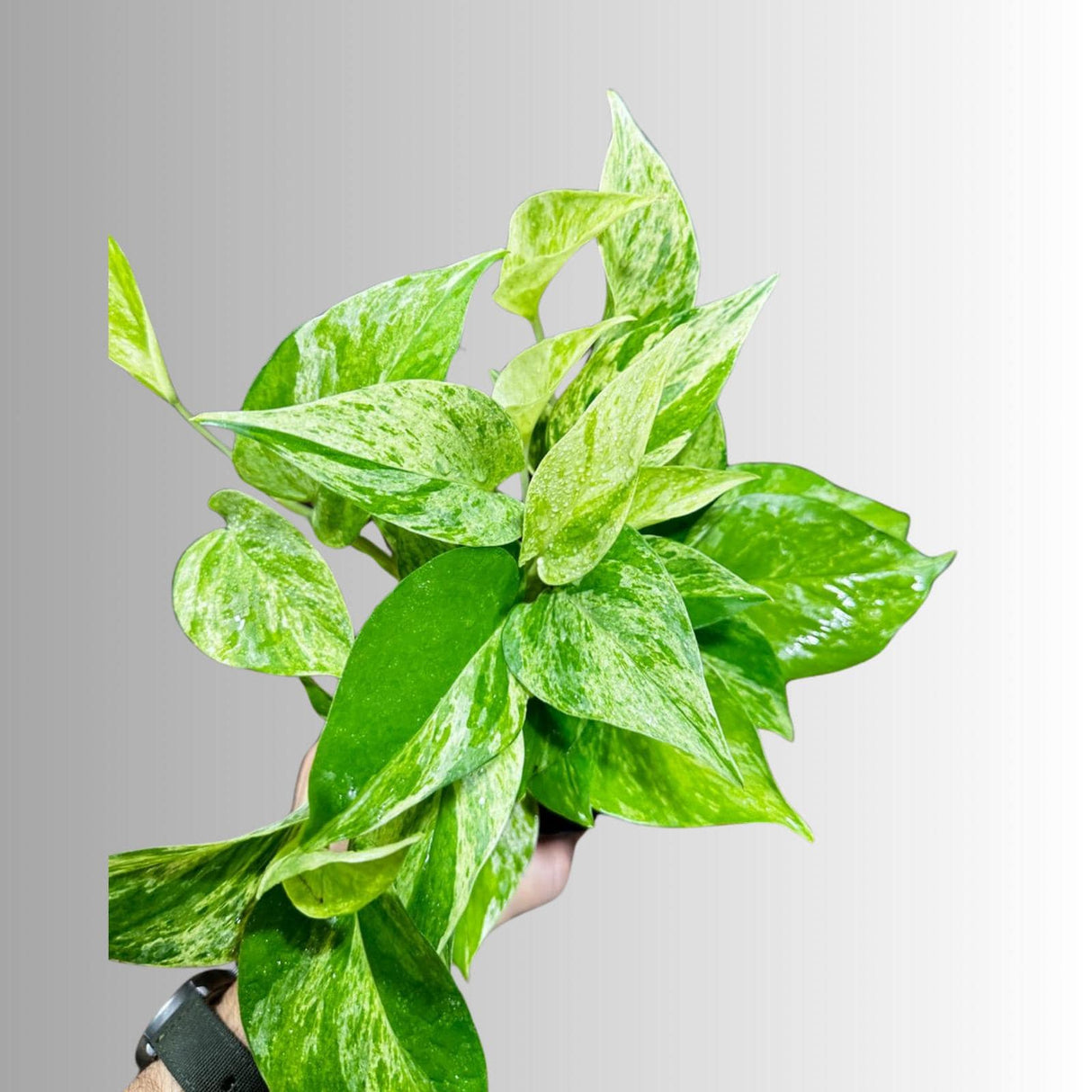 Marble Queen Pothos in a Nursery Pot