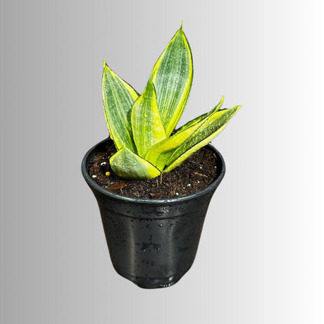 Rare Sansevieria Gold Star in 3” Pot - Mini Snake Plant- Live Houseplant - Air Purifying Plant - SAME plant as images- US Seller