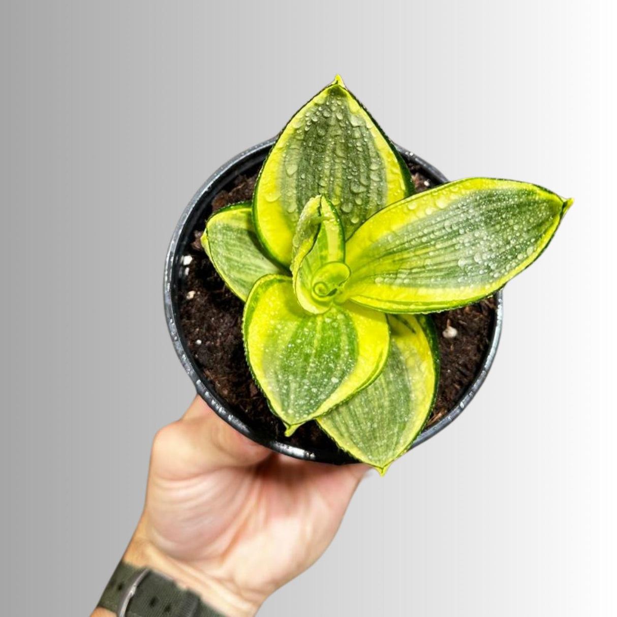Rare Sansevieria Gold Star in 4” Pot - Mini Snake Plant- Live Houseplant - Air Purifying Plant - SAME plant as images- US Seller