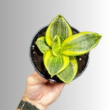 Rare Sansevieria Gold Star in 4” Pot - Mini Snake Plant- Live Houseplant - Air Purifying Plant - SAME plant as images- US Seller