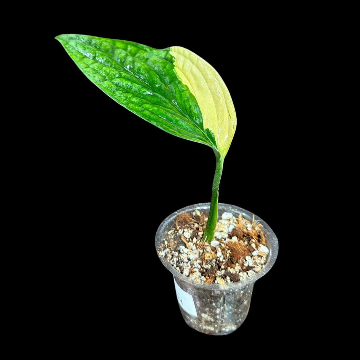 Variegated Monstera Peru in a Nursery Pot | Live Rare Houseplants | Rare Collector Beginners Plant | Live Plant | US Seller