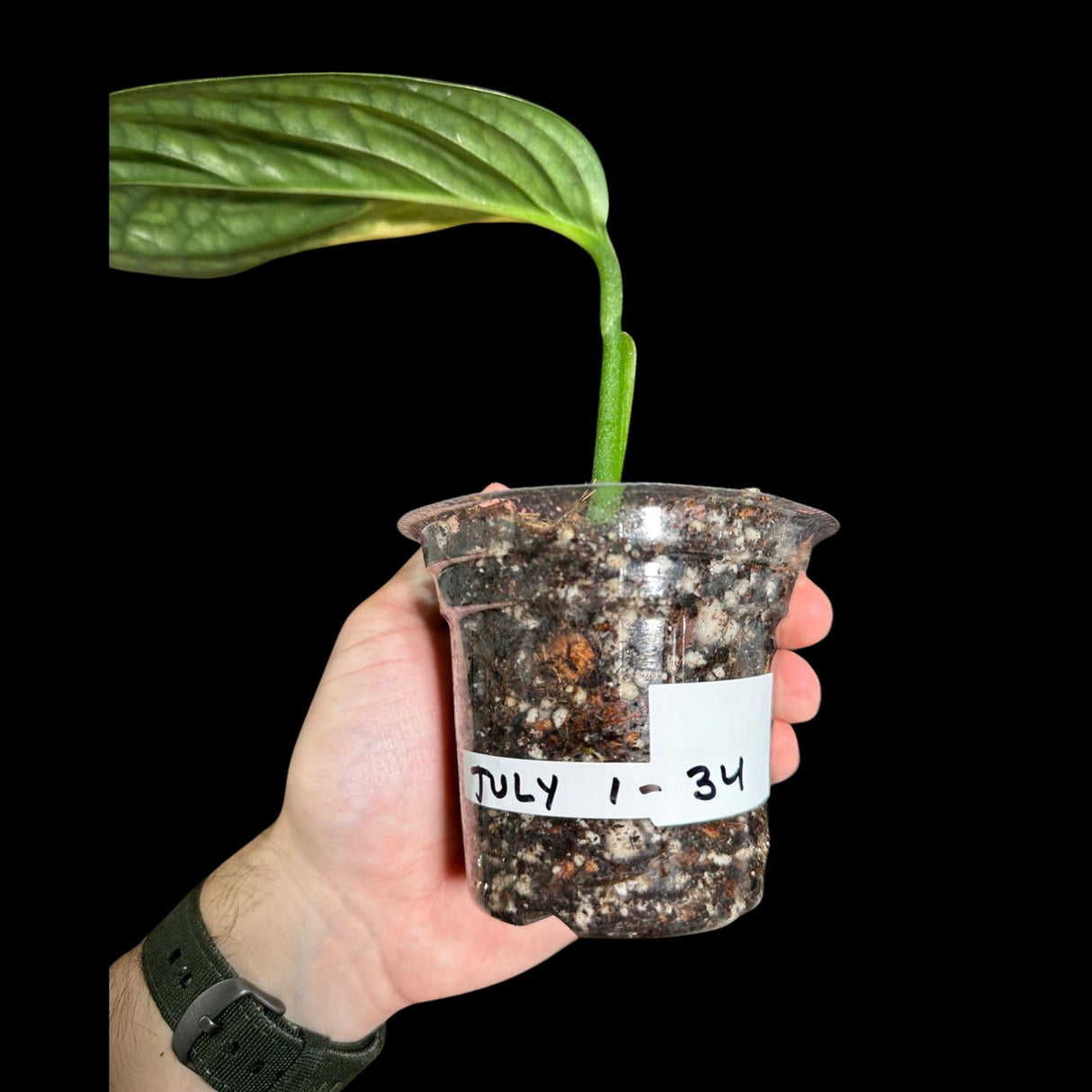 Variegated Monstera Peru in a Nursery Pot | Live Rare Houseplants | Rare Collector Beginners Plant | Live Plant | US Seller