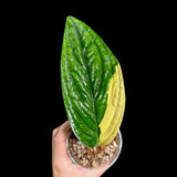 Variegated Monstera Peru in a Nursery Pot | Live Rare Houseplants | Rare Collector Beginners Plant | Live Plant | US Seller