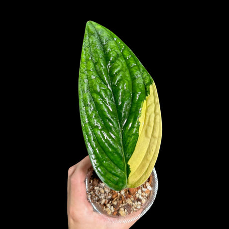 Variegated Monstera Peru in a Nursery Pot | Live Rare Houseplants | Rare Collector Beginners Plant | Live Plant | US Seller