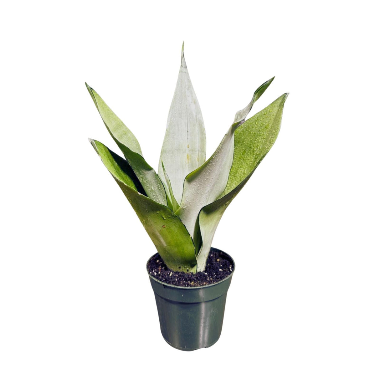 Sansevieria Moonshine in 4" Pot - Live Plant - Air Purifying - Live Houseplant - Similar Plant - US Seller