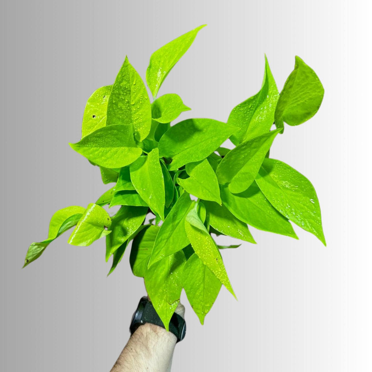 Neon Pothos Indoor Plant in a Nursery Pot - Easy Care Low Light Indoor Live Plant - Neon Pothos  Houseplant - US Seller