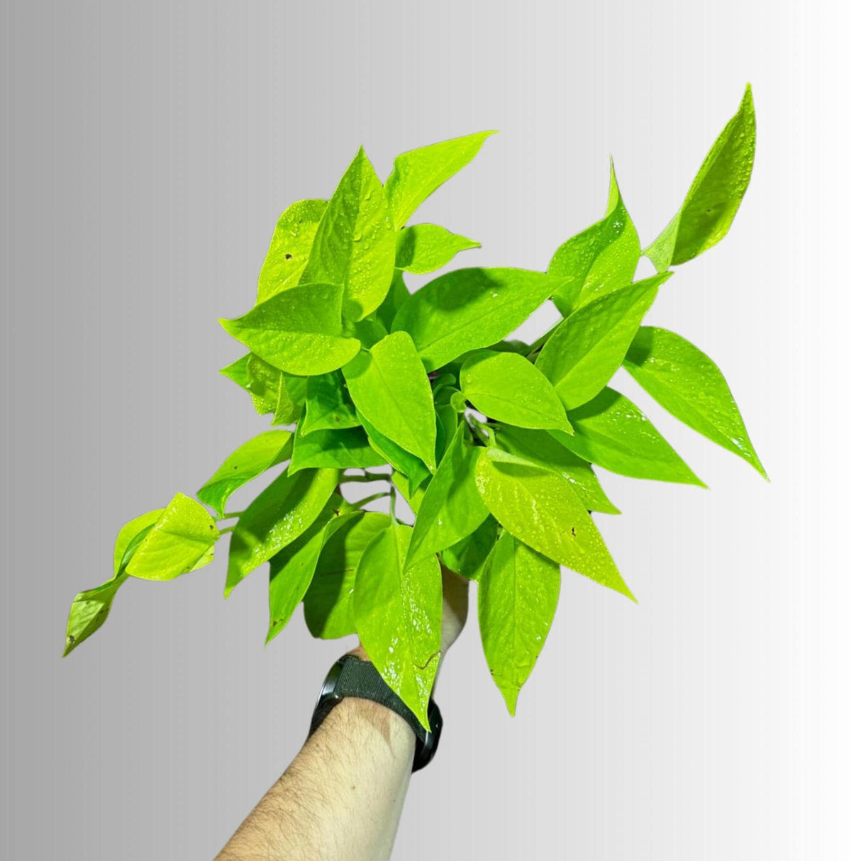 Neon Pothos Indoor Plant in a Nursery Pot - Easy Care Low Light Indoor Live Plant - Neon Pothos  Houseplant - US Seller
