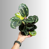 Calathea Roseopicta Medallion Plant in a 4" Pot