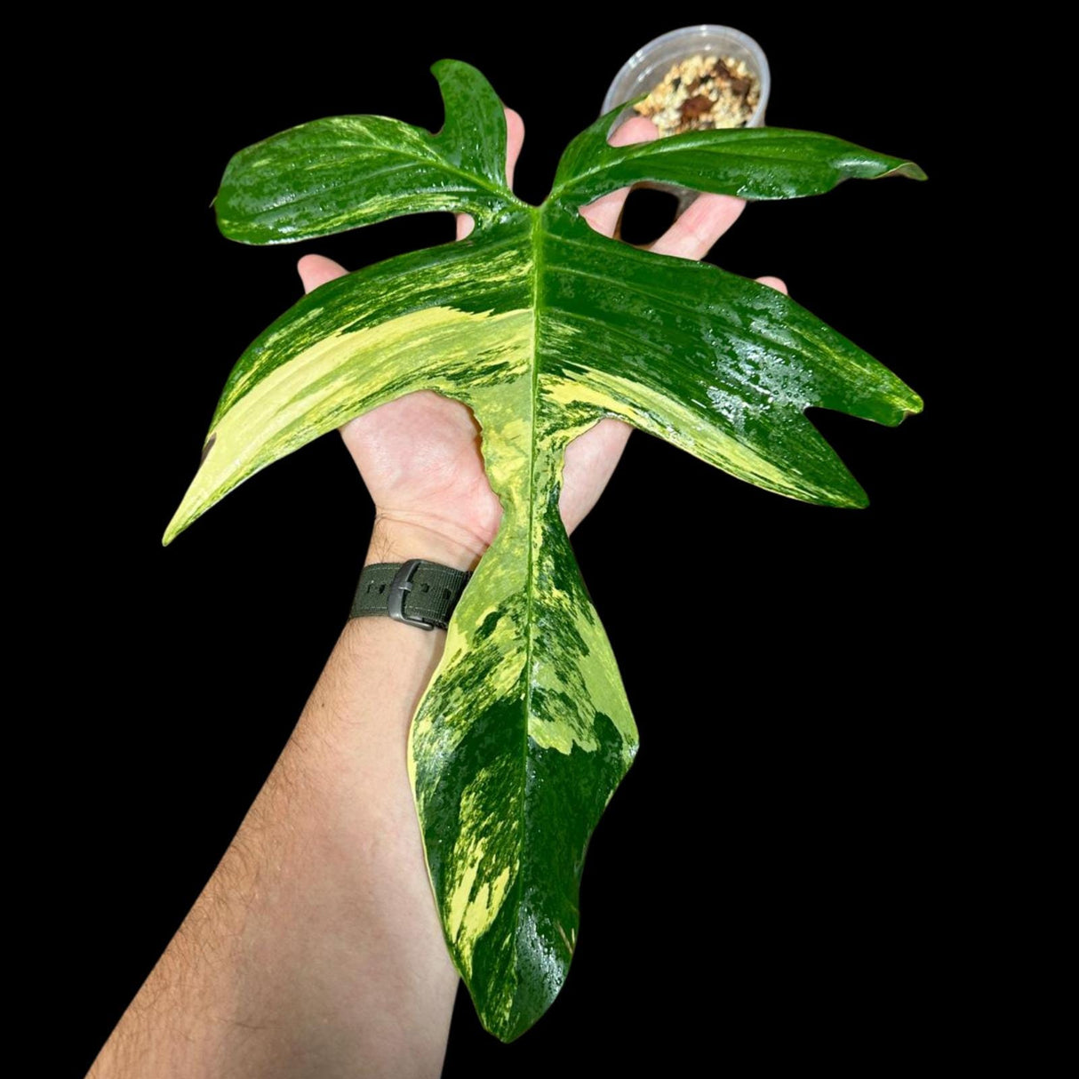 Variegated Philodendron Florida Beauty in a Nursery Pot - Extremely Rare Collector Florida Beauty Live Indoor plant -Similar Potted Plant