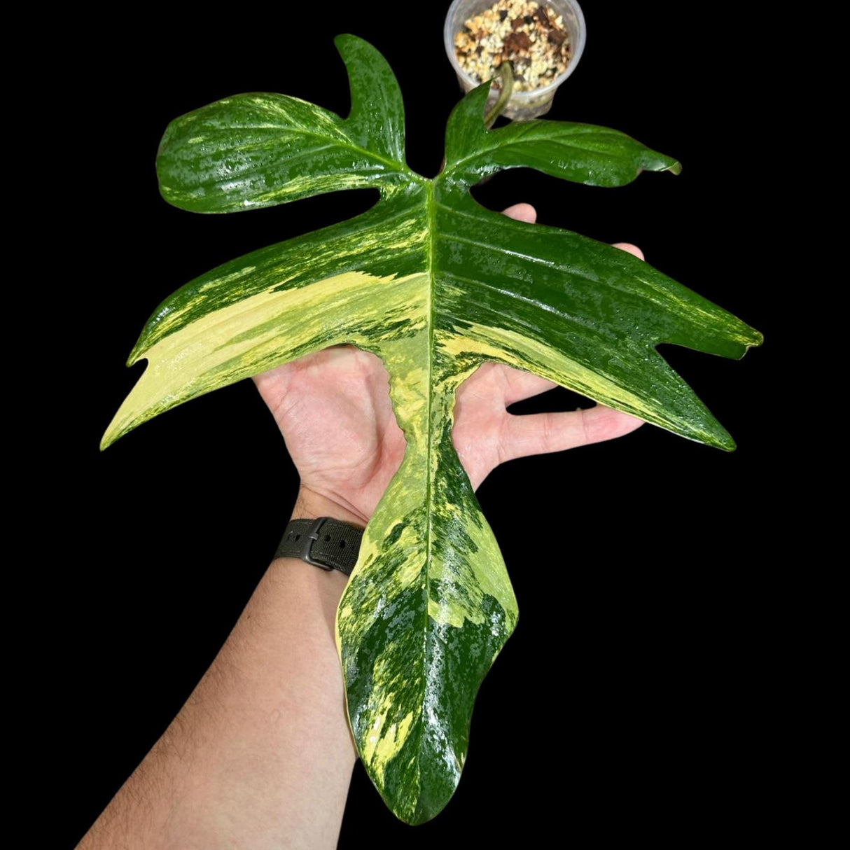 Variegated Philodendron Florida Beauty in a Nursery Pot - Extremely Rare Collector Florida Beauty Live Indoor plant -Similar Potted Plant