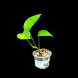 RARE Variegated Epipremnum Pinnatum 'Golden Flame' in a Nursery Pot - High Variegated Indoor Plant -SAME Pot as picture - US Seller