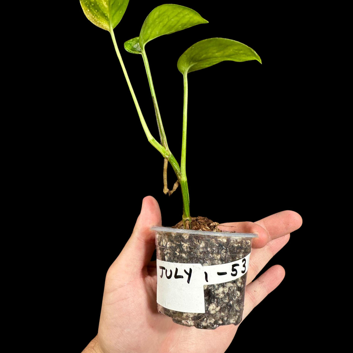 RARE Variegated Epipremnum Pinnatum 'Golden Flame' in a Nursery Pot - High Variegated Indoor Plant -SAME Pot as picture - US Seller