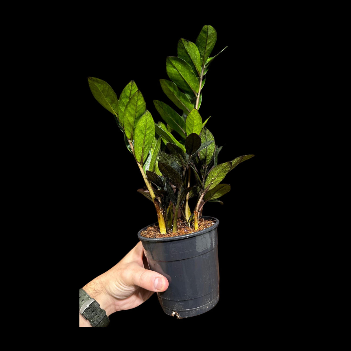 Green Zz Plant - Zamioculcas Zamiifolia Plant in a Pot - Rare Indoor Good Luck Houseplant - Easy Care Gift Plant - Indoor Potted Plant