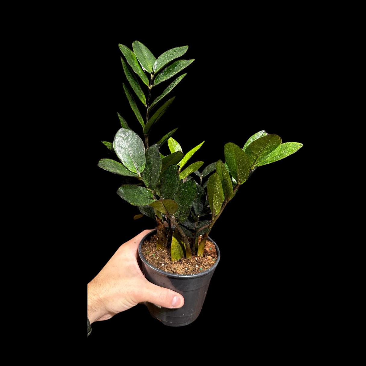 Green Zz Plant - Zamioculcas Zamiifolia Plant in a Pot - Rare Indoor Good Luck Houseplant - Easy Care Gift Plant - Indoor Potted Plant