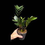 Green Zz Plant - Zamioculcas Zamiifolia Plant in a Pot - Rare Indoor Good Luck Houseplant - Easy Care Gift Plant - Indoor Potted Plant