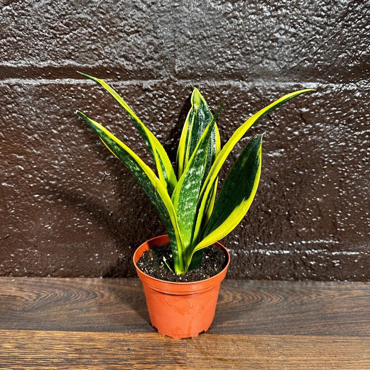 Rare Sansevieria Black Gold Snake Plant in a 3” pot