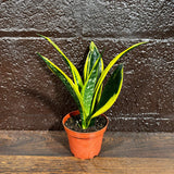 Rare Sansevieria Black Gold Snake Plant in a 3” pot