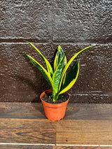 Rare Sansevieria Black Gold Snake Plant in a 3” pot - Gift Houseplant - Indoor Air Purifier Plant - Live Houseplant - US Seller