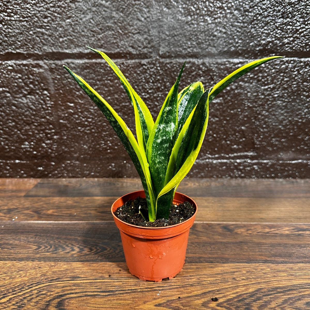 Rare Sansevieria Black Gold Snake Plant in a 3” pot