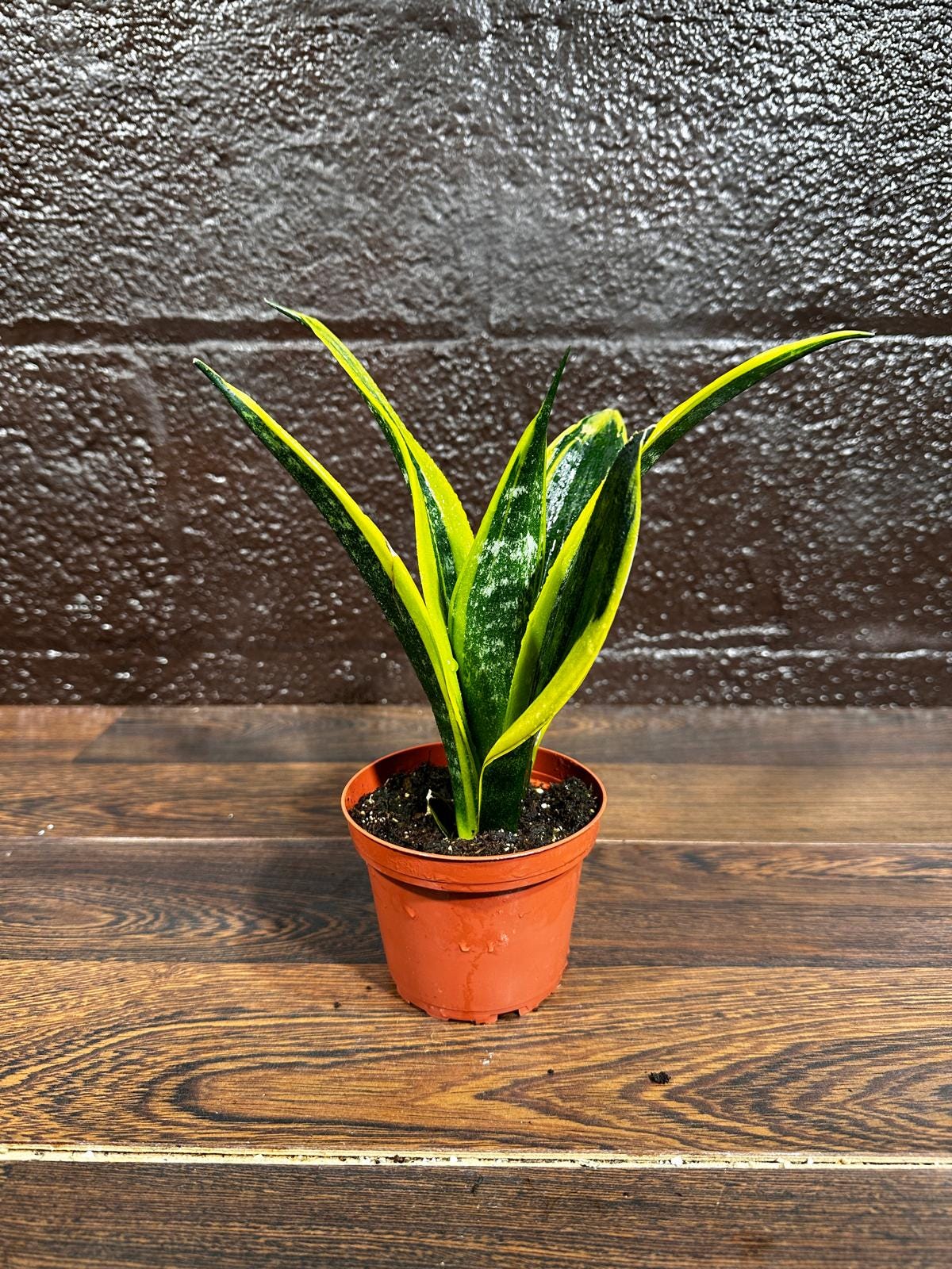 Rare Sansevieria Black Gold Snake Plant in a 3” pot - Gift Houseplant - Indoor Air Purifier Plant - Live Houseplant - US Seller