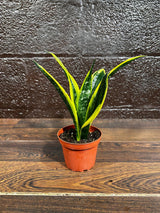 Rare Sansevieria Black Gold Snake Plant in a 3” pot - Gift Houseplant - Indoor Air Purifier Plant - Live Houseplant - US Seller