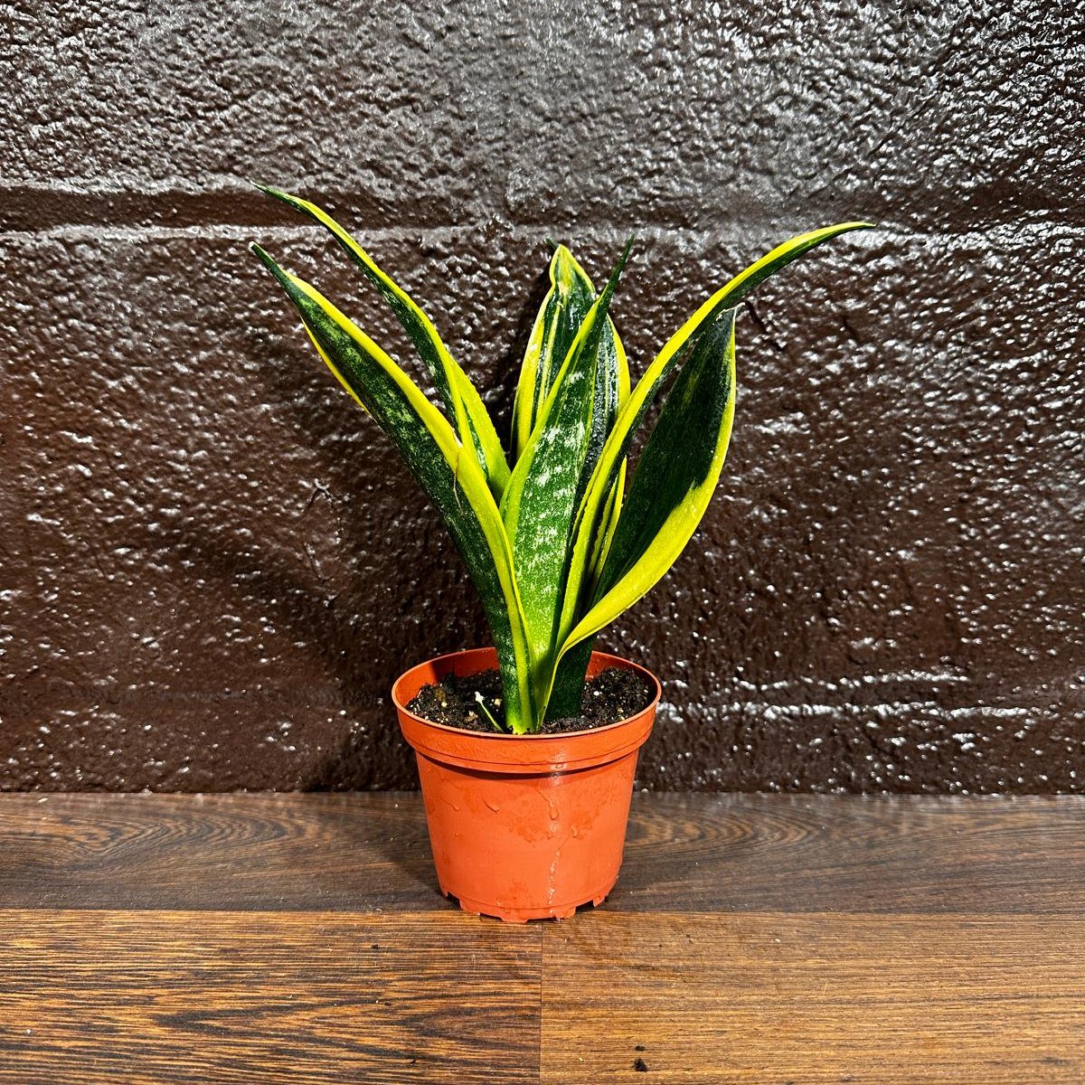 Rare Sansevieria Black Gold Snake Plant in a 3” pot