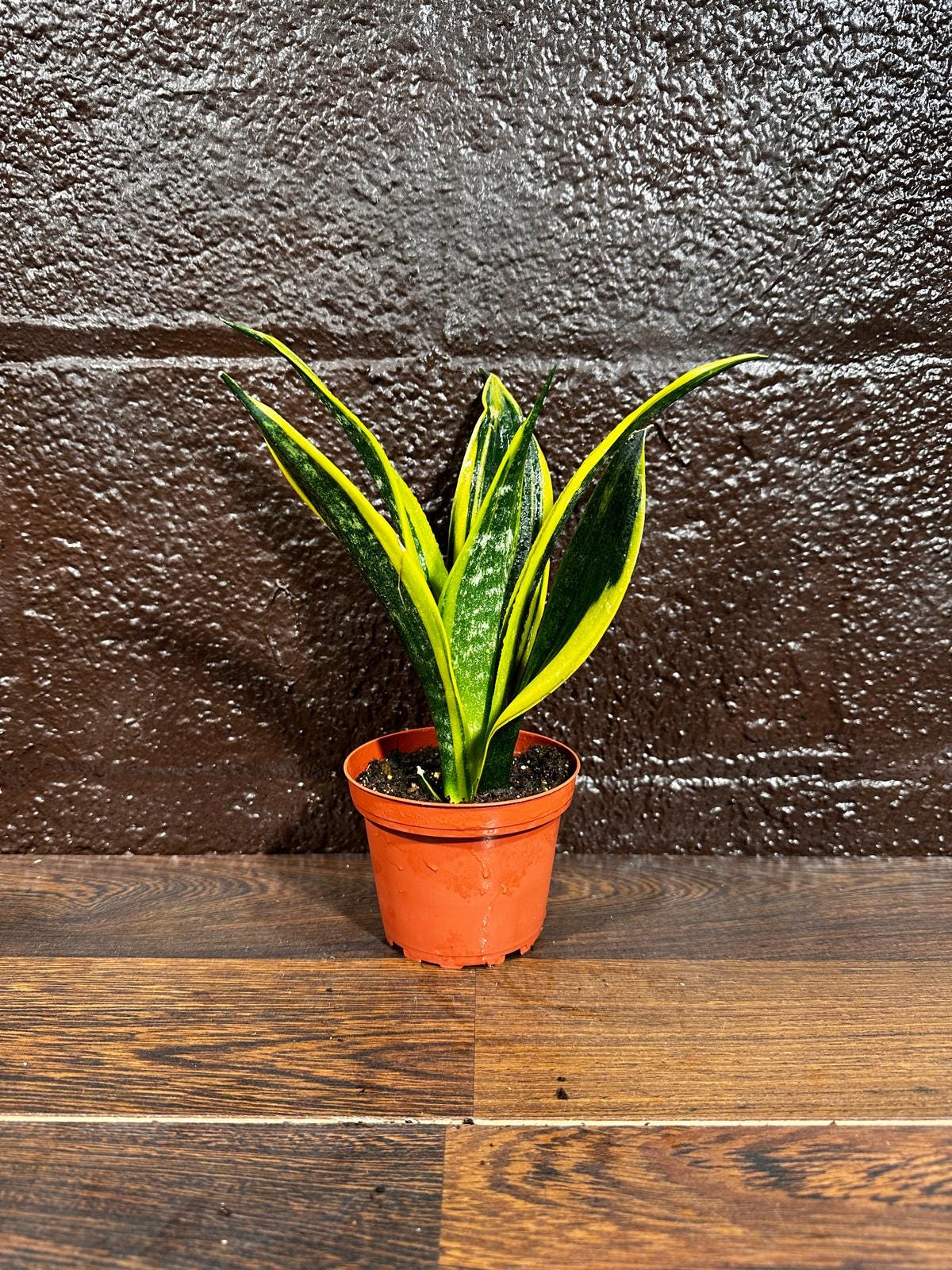Rare Sansevieria Black Gold Snake Plant in a 3” pot - Gift Houseplant - Indoor Air Purifier Plant - Live Houseplant - US Seller