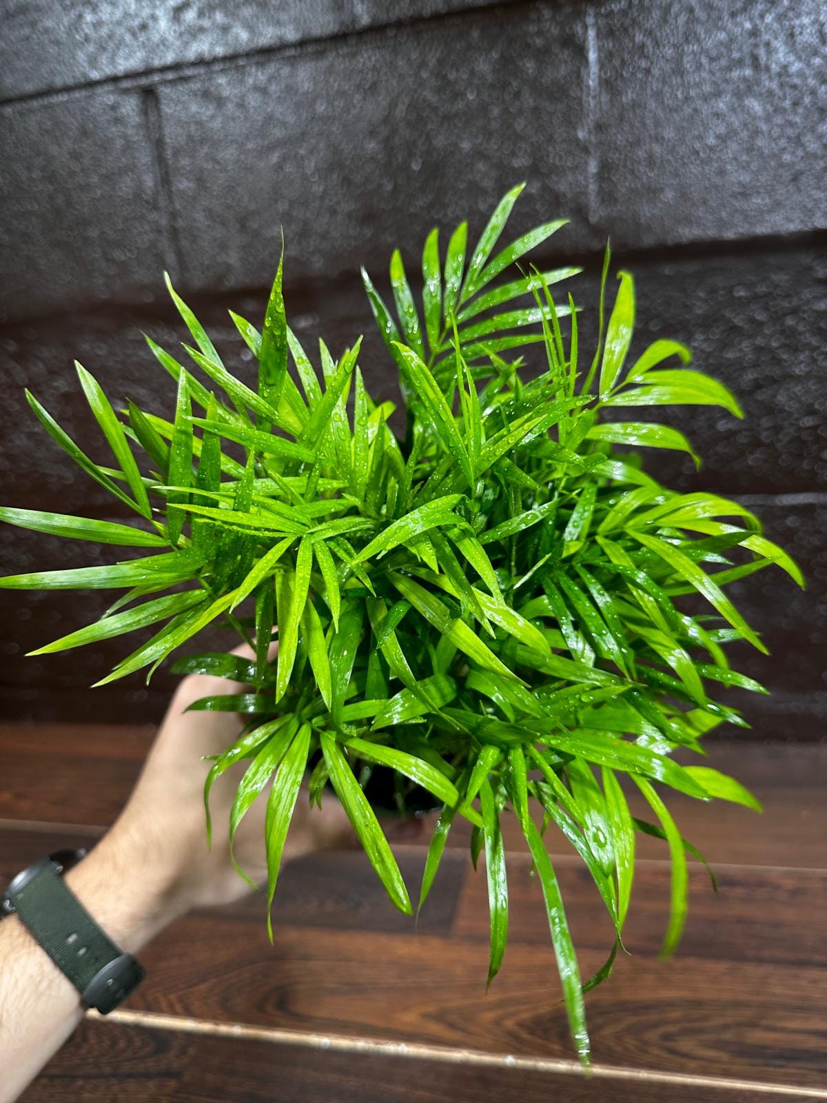 Parlor Palm Indoor Plant - Chamaedorea Elegans - Easy Care Low Light Houseplant - Air Purifier Plant in a Pot