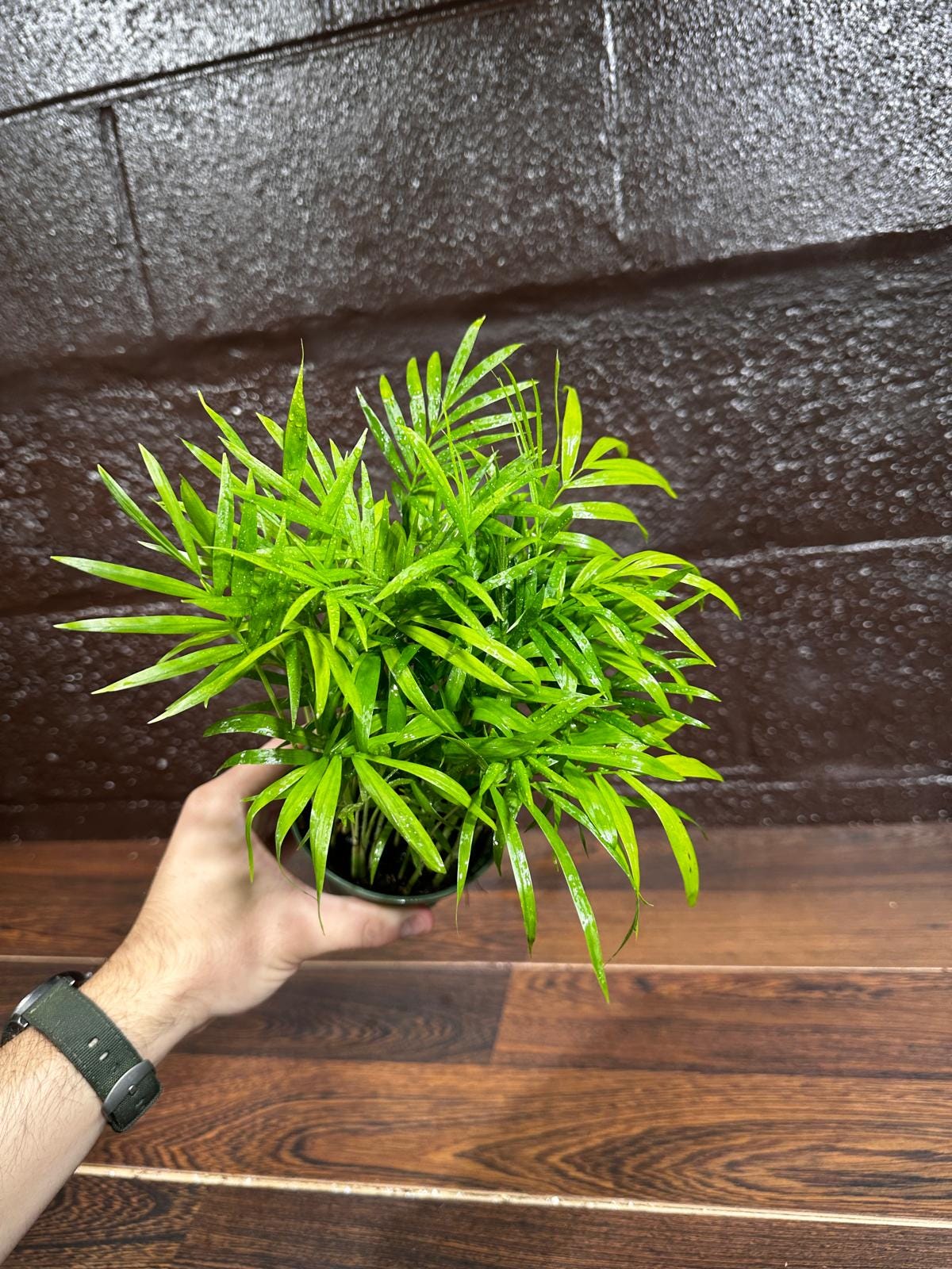 Parlor Palm Indoor Plant - Chamaedorea Elegans - Easy Care Low Light Houseplant - Air Purifier Plant in a Pot