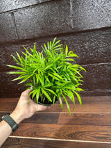 Parlor Palm Indoor Plant - Chamaedorea Elegans - Easy Care Low Light Houseplant - Air Purifier Plant in a Pot