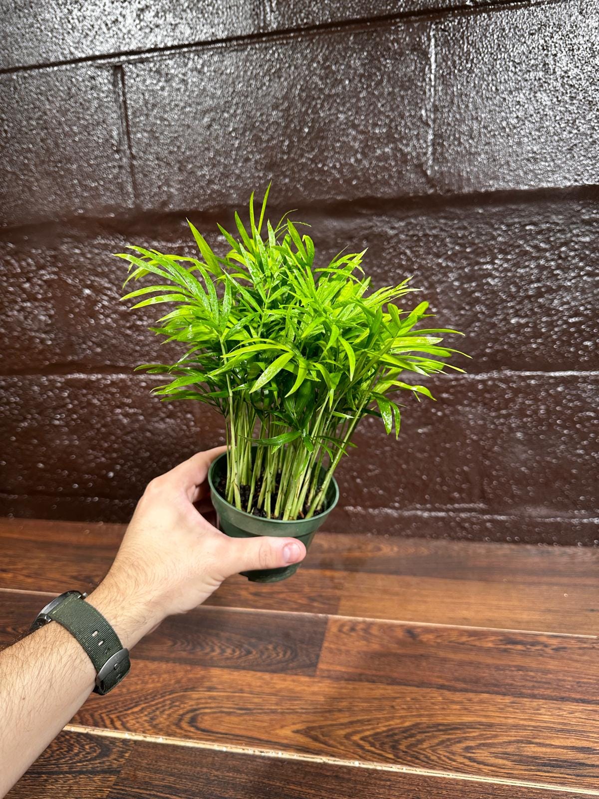 Parlor Palm Indoor Plant - Chamaedorea Elegans - Easy Care Low Light Houseplant - Air Purifier Plant in a Pot