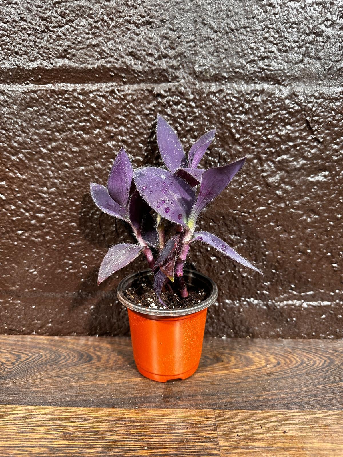 Purple Passion Tradescantia Wandering Jew Plant in a Pot | Easy Care Indoor Plant | Purple Queen Plant | Live Houseplant | US Seller
