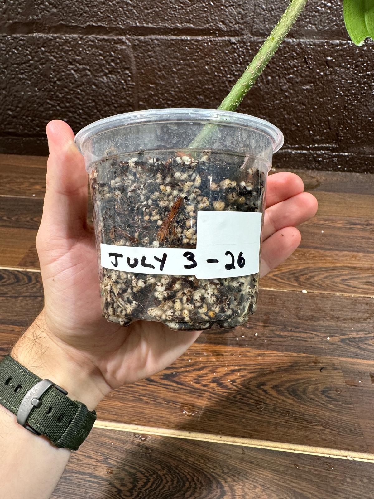 Variegated Philodendron Florida Beauty in a Pot - Extremely Rare Variegated Florida Beauty Live Indoor plant -Similar Potted Plant