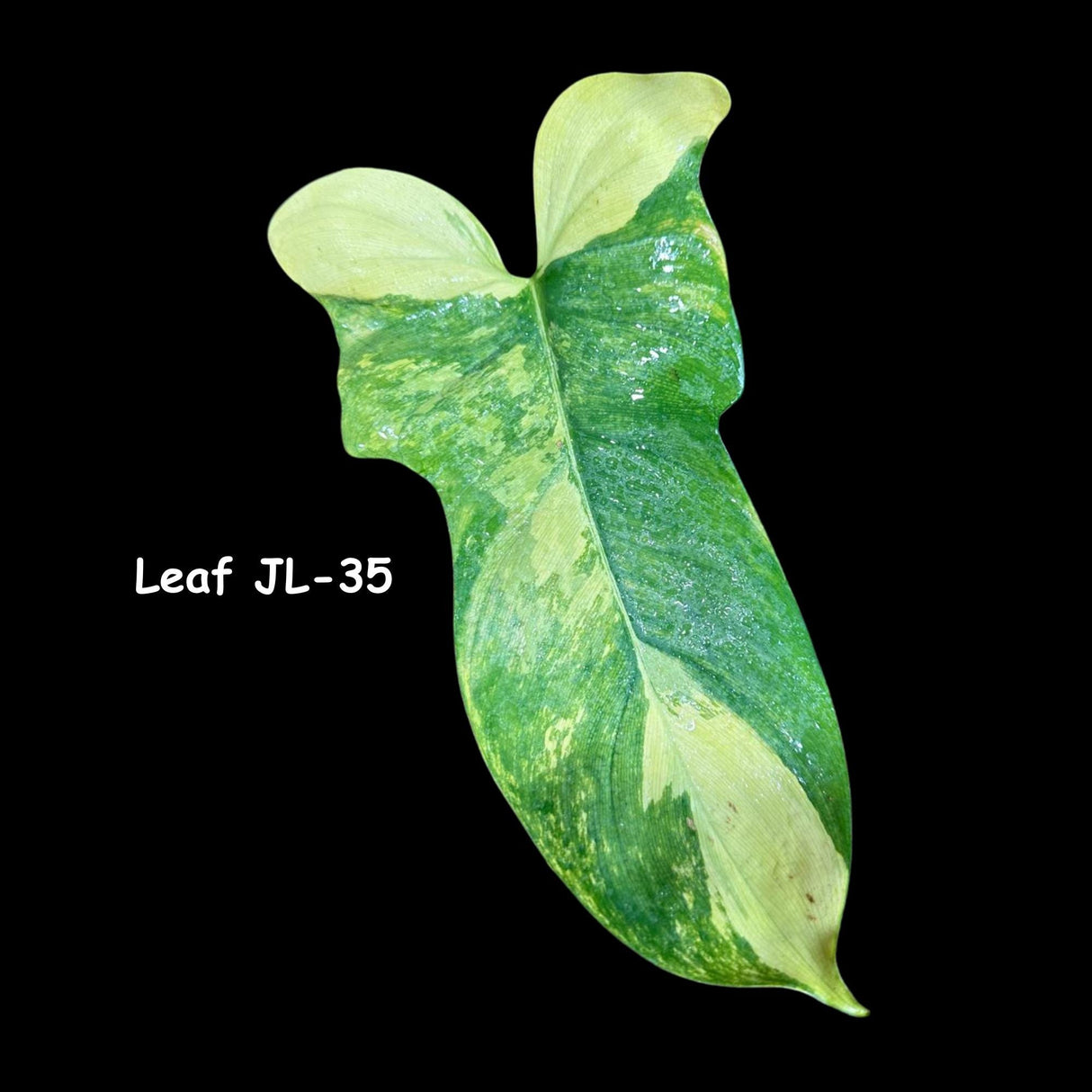 Philodendron Bipennifolium Variegated- Variegated Philodendron Bipennifolium Cutting - Exact SAME Plant - US Seller