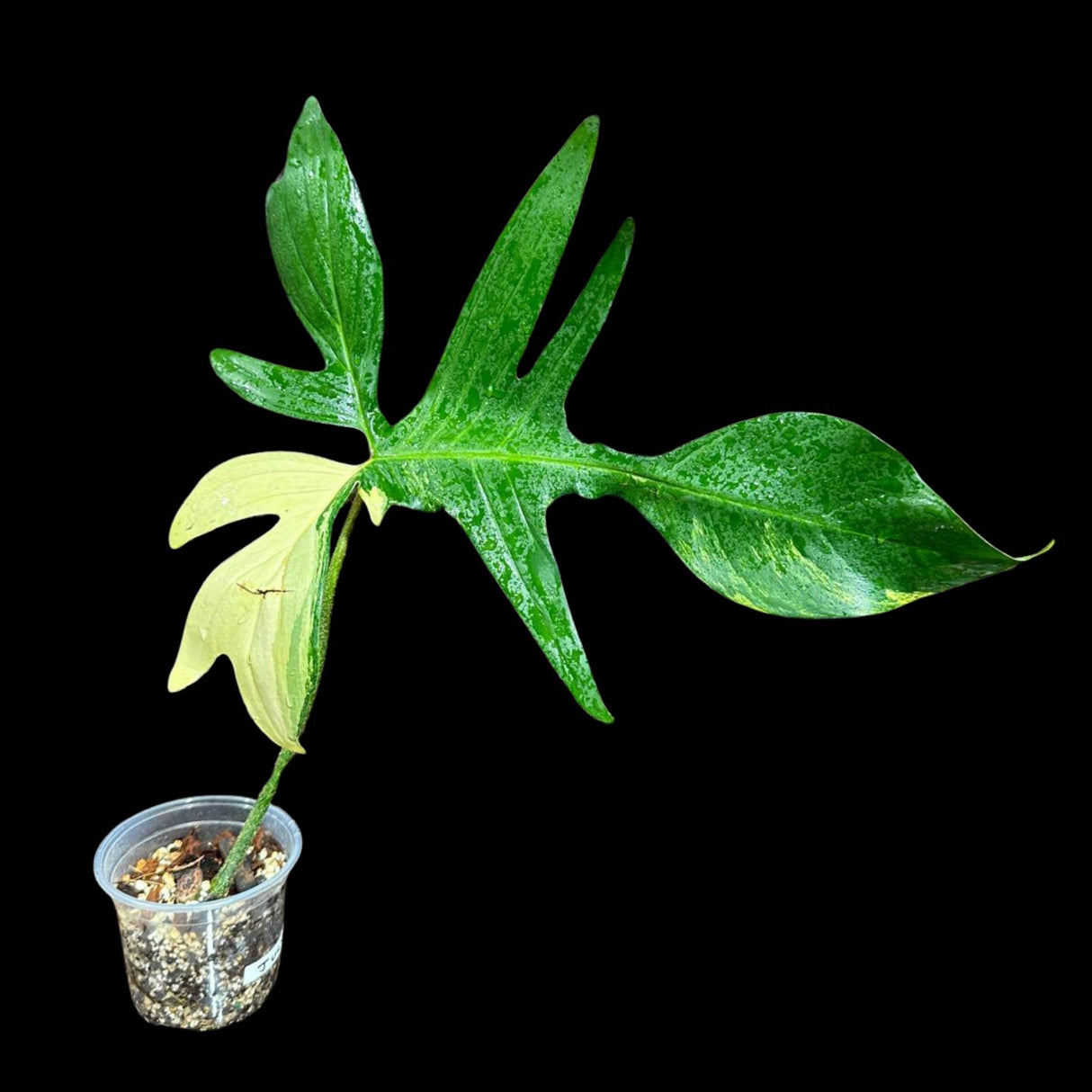 Variegated Philodendron Florida Beauty in a Pot - Extremely Rare Variegated Florida Beauty Live Indoor plant -Similar Potted Plant